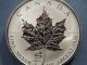 Silver Maple
